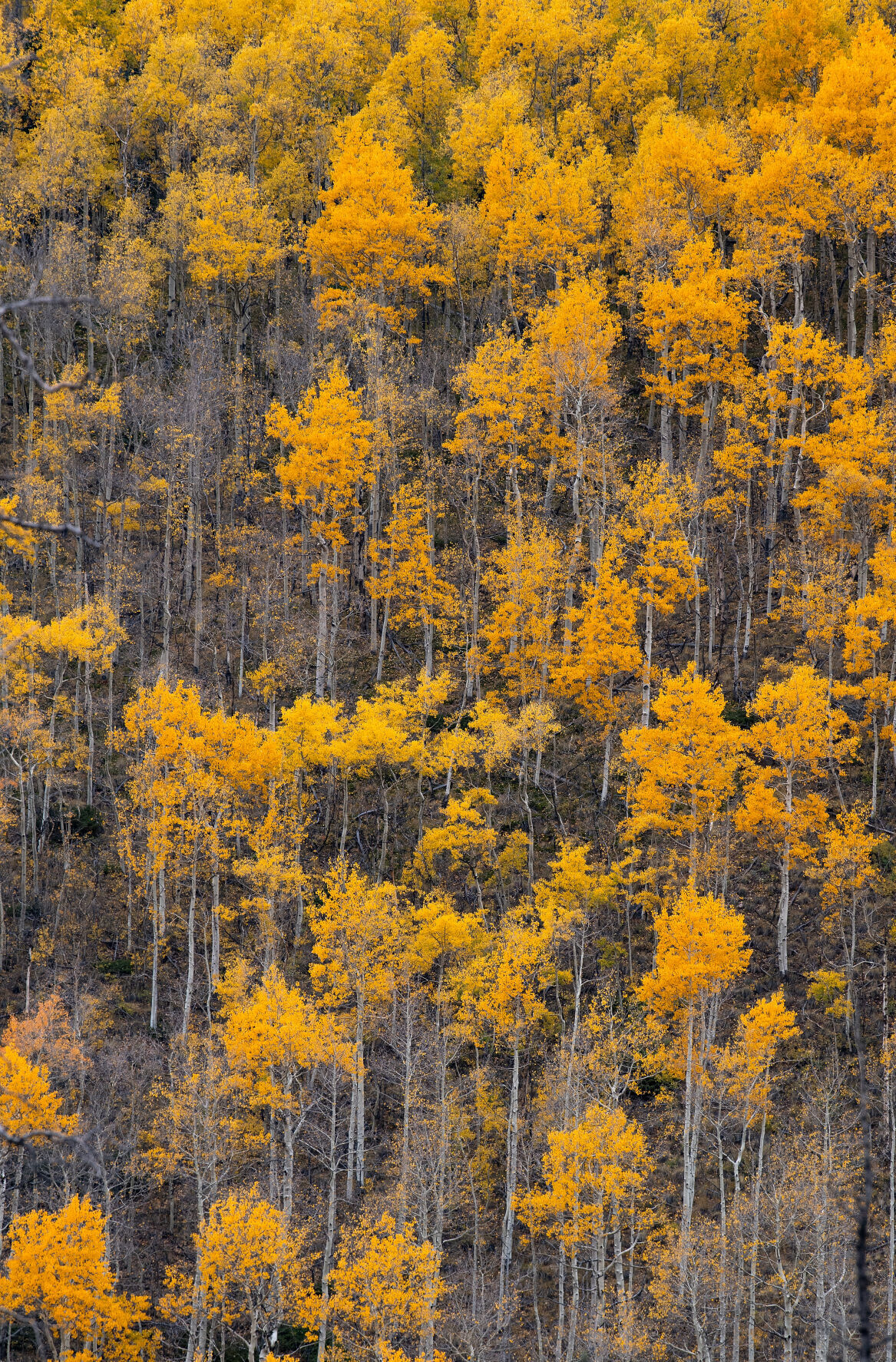 09_28_21 aspens 00540.jpg